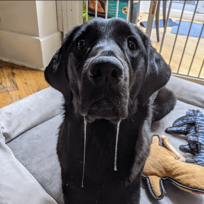 Black labrador retriever (Kardi) looking longingly at camera, with two strings of drool hanging out of her mouth!